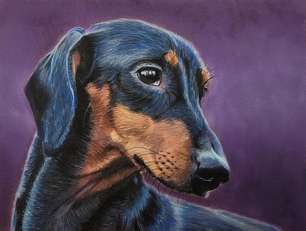 Untitled A black dachshund.