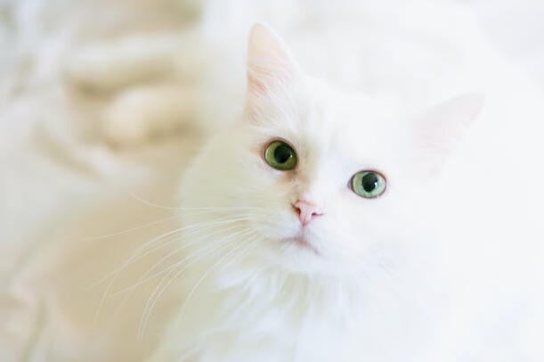 White cat