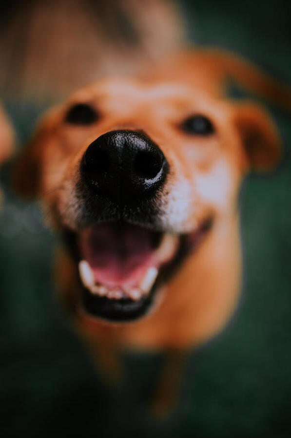 Out of focus dog face.