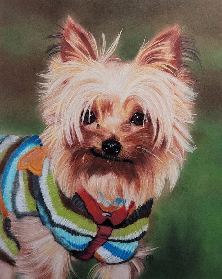 Untitled A Yorkshire terrier.